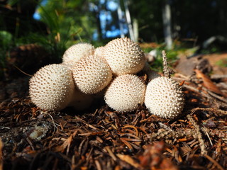 The mushroom Lycoperdum perlatum known as the common puffball, warted puffball, gem studded puffball