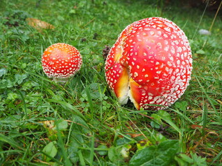 The red mushroom Amanita muscaria, commonly known as the fly agaric or fly amanita
