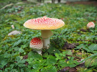 The red mushroom Amanita muscaria, commonly known as the fly agaric or fly amanita