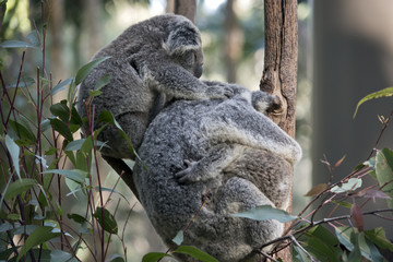 Naklejka premium koala z dwoma joeysami