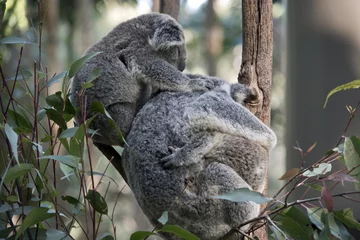 Papier Peint photo autocollant Koala koala with two joeys