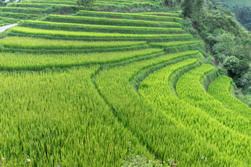 Rice fields terrace in SAPA northwest of Vietnam