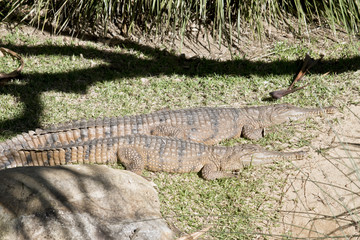 two fresh water crocodiles