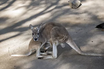 Muurstickers Kangoeroe red kangaroo and joey