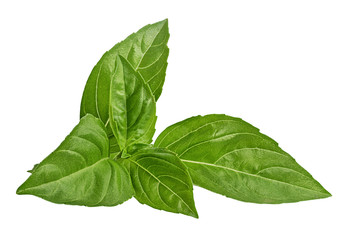 Basil isolated on white background