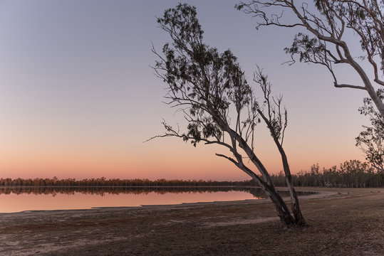 A eucalyptus tree silhouetted against the evening sky just after sunset. On the foreshore of Lake Broadwater, Dalby, Queensland, Australia.