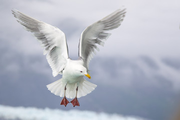 Glacier Bay Seagull flying in Alaska