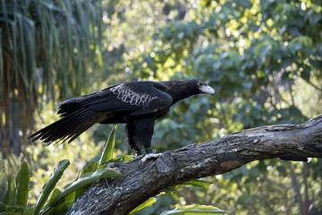 wedge tailed eagle