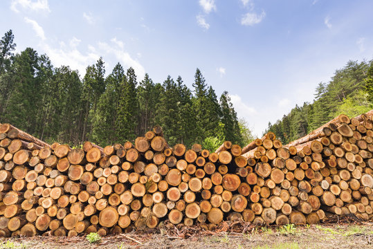 伐採 Photos Royalty Free Images Graphics Vectors Videos Adobe Stock