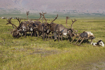 A team of riding reindeer in the tundra close up. The Arctic Circle, Russia
