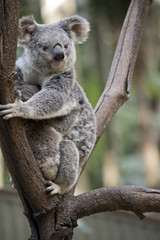 koala with joey