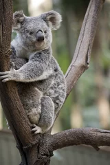 Papier Peint photo autocollant Koala koala avec joey