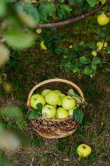 apples in basket