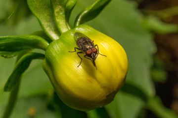 Makro mucha na żółtym kwiatku