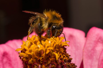 Makro pszczoła na r&oacute;żowym kwaitku