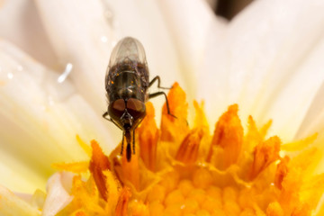 Makro mucha na biał żółtym kwiatku