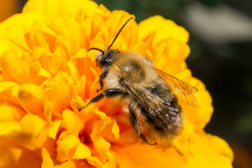 Makro pszczoła na żółtym kwiatku