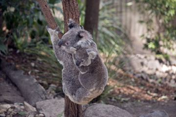 Fototapeta premium koala z joeyem na plecach