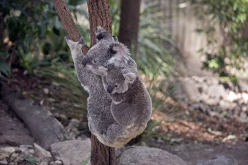 Tableaux ronds sur aluminium brossé Koala koala avec Joey sur le dos