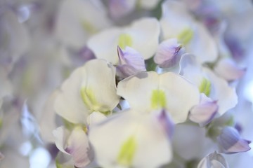 Détail sur fleur de glycine