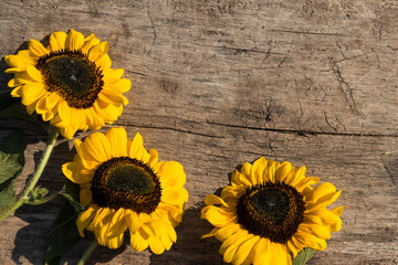 Decorative sunflowers on the wooden background