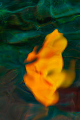 Fototapeta na wymiar An incredibly beautiful blurred background with a colored autumn leaf under the water. Madeira. Portugal