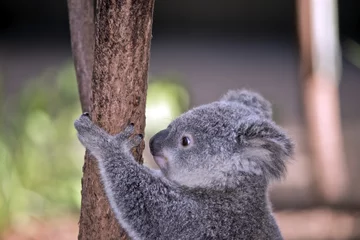 Tableaux ronds sur aluminium brossé Koala Joey Koala