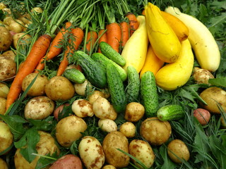 Harvested vegetables lying in the grass. Zucchini, potatoes, carrots, cucumbers.