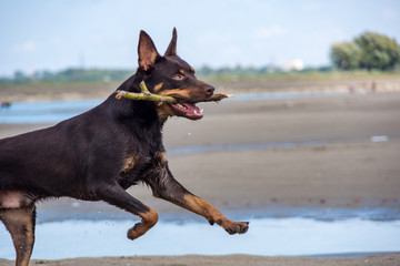 A dog of Australian kelpie breed plays on sand and in a river