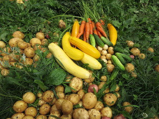 Harvested vegetables lying in the grass. Zucchini, potatoes, carrots, cucumbers.