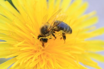 Abeille butine une fleur de pissenlit