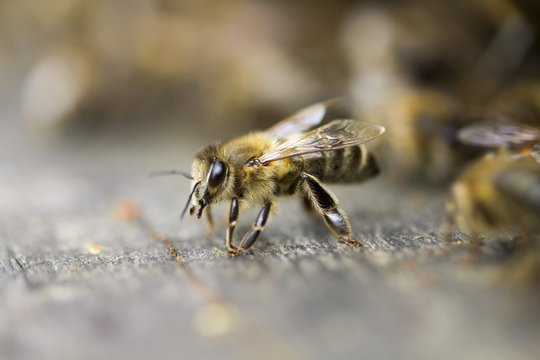Une abeille sur la planche d'envol d'une ruche