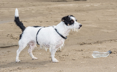 Jack breed Russell Longhair Terrier plays in the sand next to the river