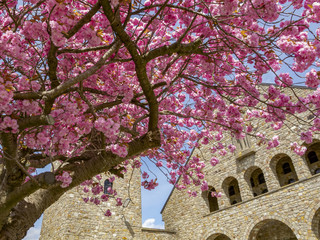 Beautiful May cherry blossom tree in front of Saint John the Baptist Church in Rocherath-Krinkelt, Belgium, detail