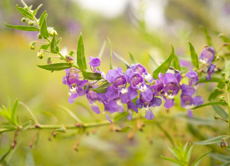 Purple flower nature background in the garden