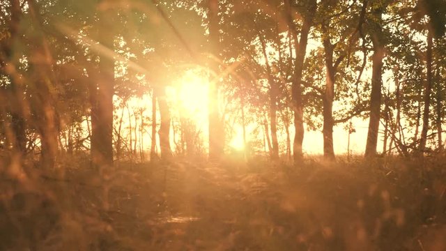Sunset in an oak forest. Autumn forest at sunset. Video in motion