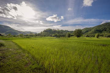 Fototapeta na wymiar Rice green field with blue sky