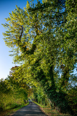 Very old tree avenue in the early morning. Moody light with autumn leaves. Rest in the forest during the forest walk with the green lung, forest walk and breathwalk.