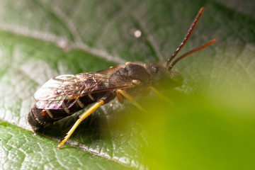 Portrait of a wasp on a green leaf