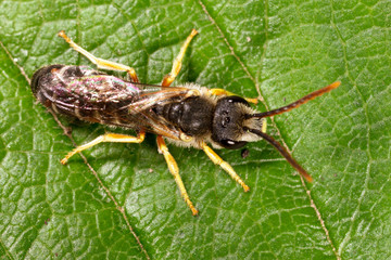 Portrait of a wasp on a green leaf