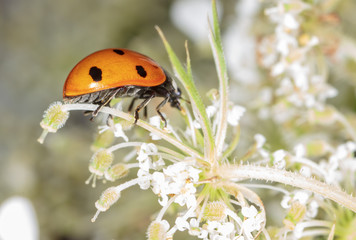 Ladybug on a plant in nature