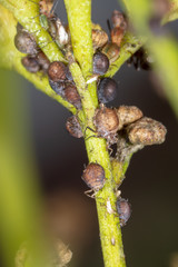 Aphids are like a parasite on a plant