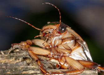 Portrait of a large cockroach in nature