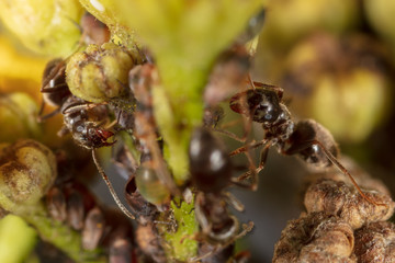 Ants and aphids on the plant.