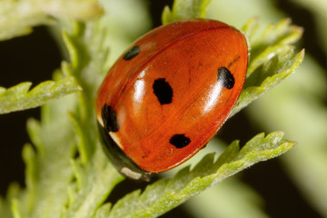 Ladybug on a plant in nature