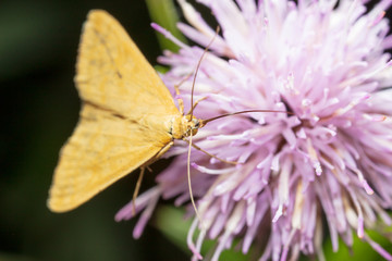 Portrait of a butterfly on a flower