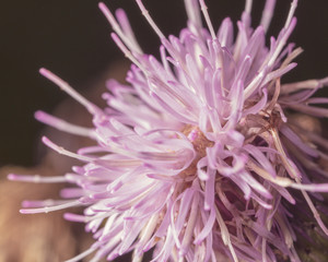 Violet flower on nature as background