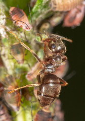 Ants and aphids on the plant.