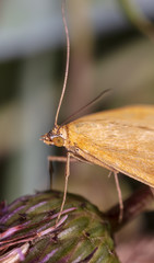 Portrait of a butterfly on a flower