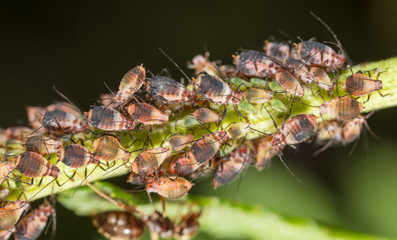 Aphids are like a parasite on a plant